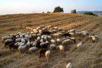 Αποζημιώσεις κτηνοτρόφων για την πανώλη ζητεί η Ελλάδα από την Κομισιόν