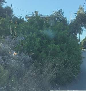Καθαρισμός οικοπέδων: Ανάλυση των δεδομένων για τον ρόλο τους στην πυρκαγιά της Αττικής