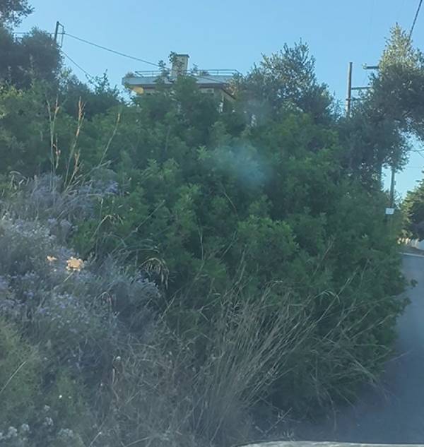 Καθαρισμός οικοπέδων: Ανάλυση των δεδομένων για τον ρόλο τους στην πυρκαγιά της Αττικής