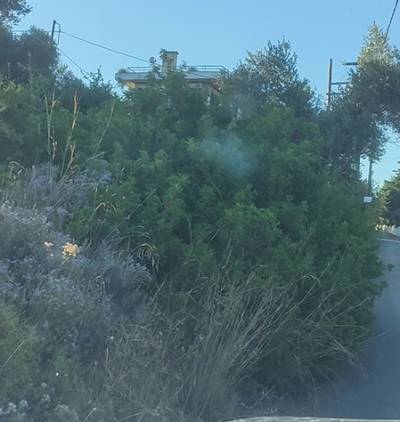 Καθαρισμός οικοπέδων: Ανάλυση των δεδομένων για τον ρόλο τους στην πυρκαγιά της Αττικής