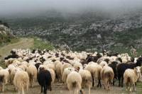 Παράταση προθεσμίας μέχρι τις 30 Σεπτεμβρίου 2022 για την ειδική ασφαλιστική εισφορά του ΕΛΓΑ