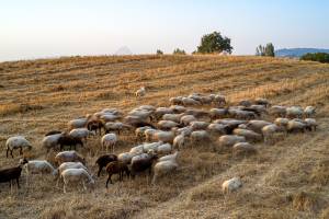 Θ. Καββαδάς: Αποζημιώσεις 7,73 εκατ. ευρώ για για 46.124 θανατωθέντα ζώα στη Λέσβο