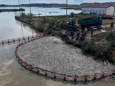 Μέτρα στήριξης των επιχειρήσεων λόγω των νεκρών ψαριών στον Παγασητικό Κόλπο
