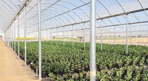ΥΠΑΑΤ: 3,8 εκατ. ευρώ ενισχύσεις για αρωματικά φυτά, θερμοκηπιακά Κρήτης, σύκα και βαμβάκι