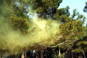 Η αυξημένη γύρη στον αέρα λόγω άνοιξης αυξάνει τον κίνδυνο λοίμωξης Covid-19