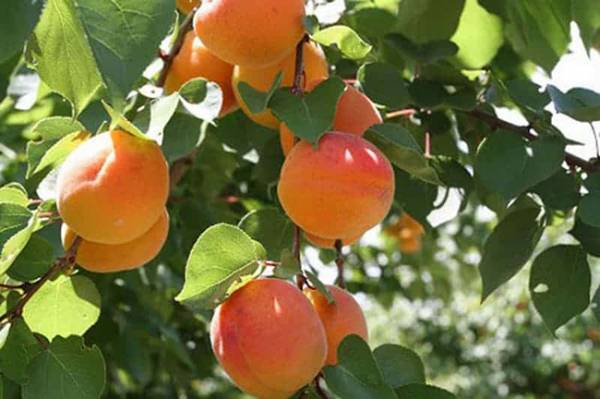 ΥπΑΑΤ: Στα 70 ευρώ/στρέμμα οι αποζημιώσεις για ροδάκινα, βερίκοκα, νεκταρίνια