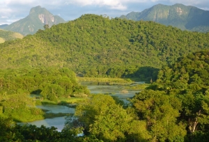 Zurich to sponsor reforestation in Brazil’s Atlantic Forest
